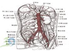腹腔干血管解剖图图片