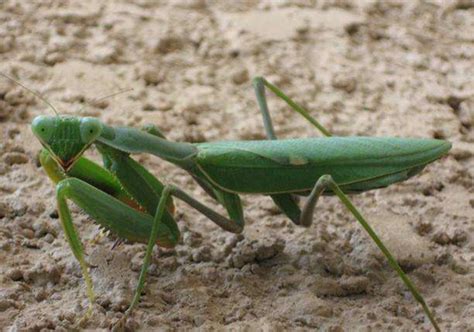 世界上最厉害的螳螂 非洲绿巨螳螂,蛇类都是手下败将_小狼观天下