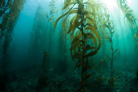 海藻，实现人类可持续发展的“超级植物” – 朗绿碳