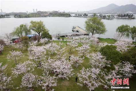 2022的南京林业大学的樱花开了，南京林业大学喊你来赏樱花 - 必经地旅游网