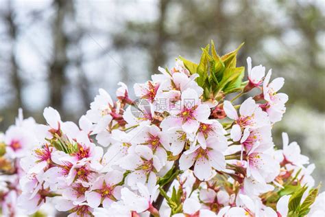 樱桃树果园的花在春日开花高清图片下载-正版图片505008207-摄图网