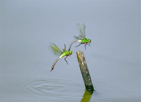 蜻蜓点水和浮光掠影的区别 - 业百科