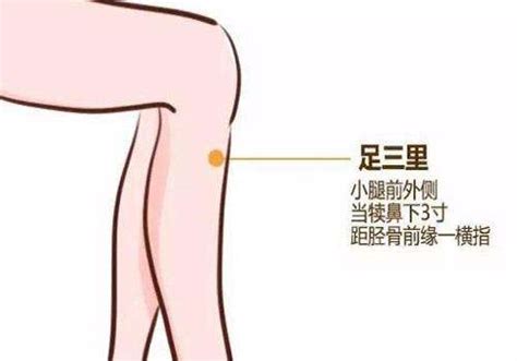 足三里的位置图图片