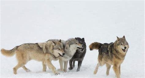 昆仑山1只狼独自游荡，被4只流浪藏獒围攻，逃跑后赶紧去找同伴|昆仑山|藏獒|狼_新浪新闻