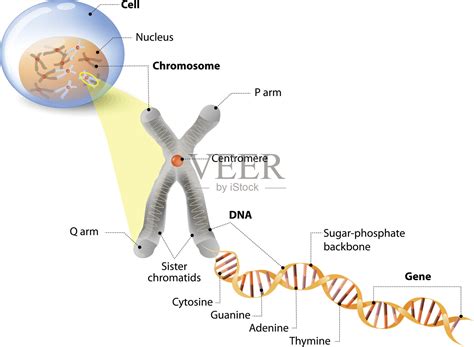细胞，染色体，DNA和基因插画图片素材_ID:141809178-Veer图库