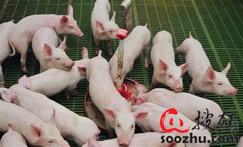 【猪场管理】养猪设备的合理搭配
