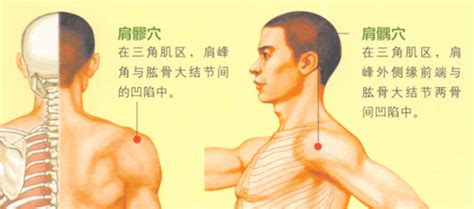 肩髃的准确位置图图片 肩髃的准确位置图图片