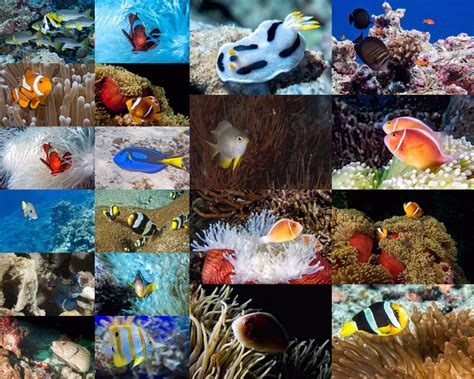 海洋鱼类摄影高清图片 - 爱图网