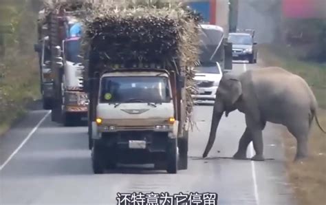 亚洲象为吃甘蔗逼停30辆卡车_极酷网