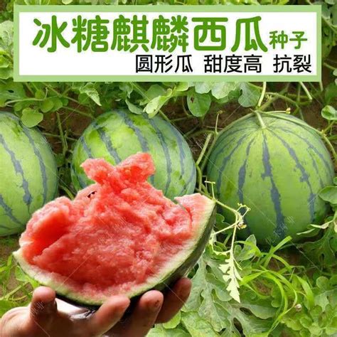 原厂包装 超大麒麟西瓜种子8424薄皮西瓜籽京欣籽超甜西瓜种高产-淘宝网
