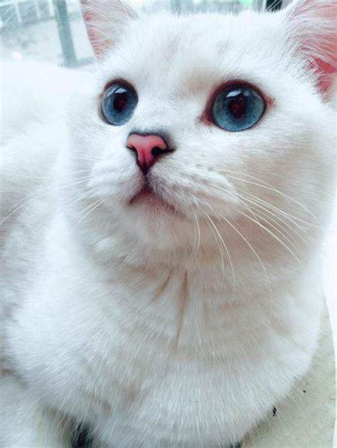 银点猫怎么看品相好不好（银点和银渐层的区别介绍） - 胖萌舍宠物网