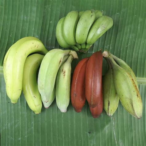 牛角香蕉,香蕉,小香蕉(第10页)_大山谷图库