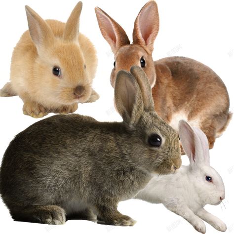 一群兔子png图片免费下载-素材7imkWaeWU-新图网