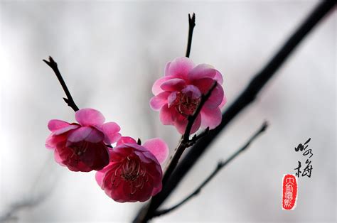 春光明媚，梅花盛开的季节，带着这10首咏梅绝句去赏梅 - 知乎