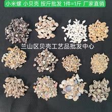 指甲螺图片