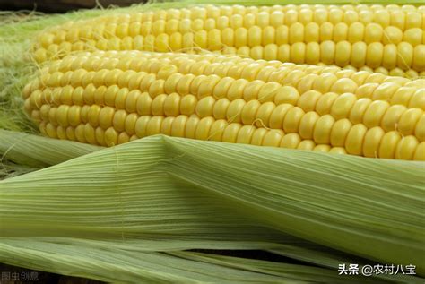 玉米十大名牌种子 中国玉米种子最好的品种排行榜