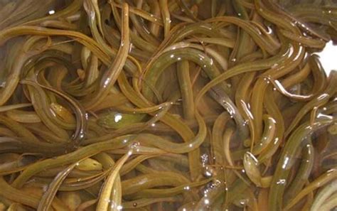 黄鳝常见疾病生态防治方法，注意缺氧症发病后要及时换水 - 农敢网