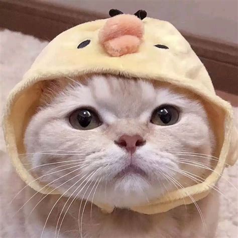 猫咪情侣头像非主流