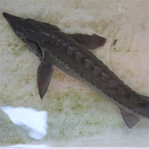 生长速度最快的鲟鱼，欧洲鲟体长可达6米_巴拉排行榜