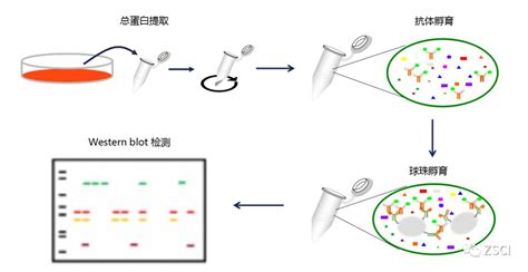 Co-IP实验解析-进击的免疫共沉淀,用一个抗体沉淀两个蛋白！（蛋白-蛋白）-北京基华生物技术服务有限公司