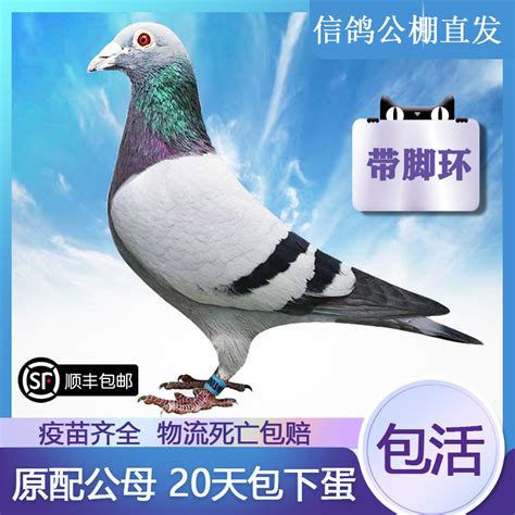 鸽友们请教一下，为什么养了一年的鸽子还会飞走，不回家- 鸽友圈 - 中国信鸽信息网