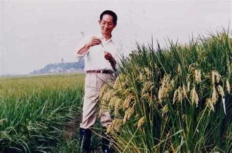 袁隆平的南优2号水稻育种成功，罗孝和激动地说：我不是草包学士_杂交