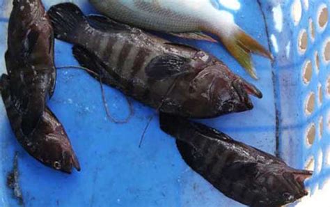 石斑鱼的做法,石斑鱼的食疗价值,石斑鱼的营养价值,石斑鱼配什么好吃_齐家网