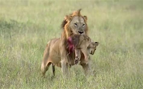 传奇狮王银泰杜梅拉纪录片《永世仇敌:狮子与鬣狗》第四集