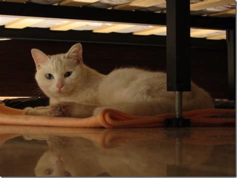猫咪为什么老是喜欢往床底下躲？|猫咪|猫窝|主人_新浪新闻