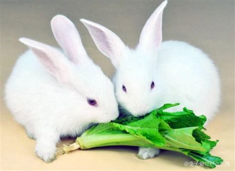 看着这些可爱的兔子，有没有想起那句，兔兔这么可爱，怎么可以吃