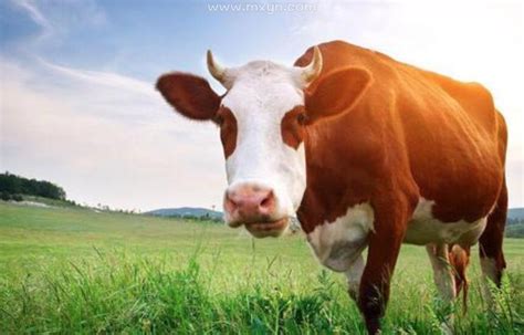 梦见称牛是什么意思啊,梦见称牛的重量,梦见牛是什么意思(第4页)_大山谷图库