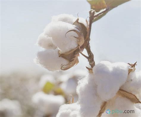 什么是全棉？什么是纯棉？全棉和纯棉的区别是什么？ | 说明书网