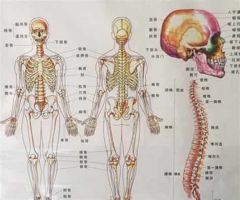 人体骨骼图png图片免费下载-素材0ykaekVVk-新图网