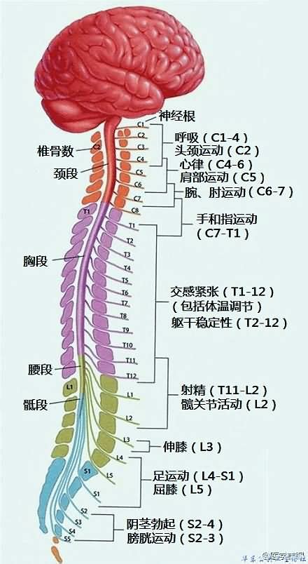 脊神经分布图图片