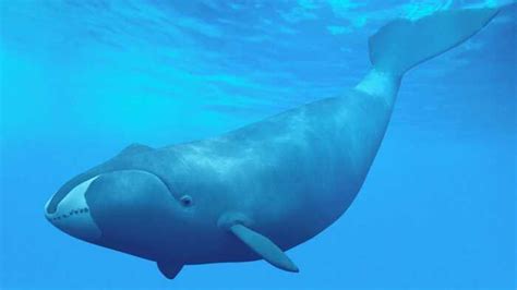 谁才是有史以来的最强的鲸鱼？虎鲸、梅尔维尔鲸还是龙王鲸？|梅尔维尔鲸|虎鲸|龙王_新浪新闻