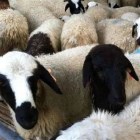 圈养羊一天饲要吃多少料？一天要涨多少斤肉？_养殖