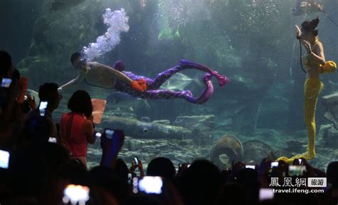 武汉东湖海洋世界推国内首位“男美人鱼”_旅游频道_凤凰网