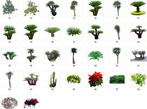 常见的树名字图片大全图片大全图片(常见的树有哪些种类和图片欣赏) - 养花经验