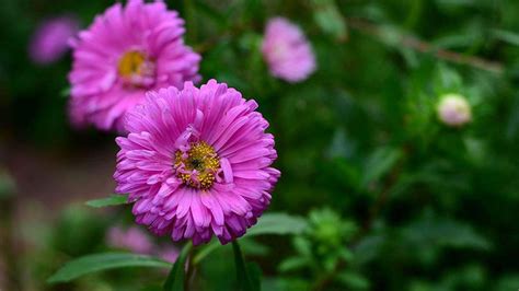 紫菊花的花语是什么 —【发财农业网】