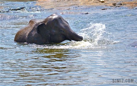 大象宝宝 戏水 河 河浴 大象浴 大象的乐趣 放宽 玛哈欧亚河图片免费下载 - 觅知网