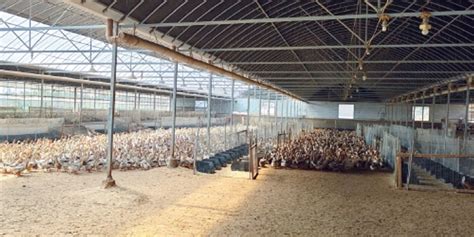 为农场捐赠一万只鸡苗，一智慧养殖公益项目揭牌仪式在渝北区举行