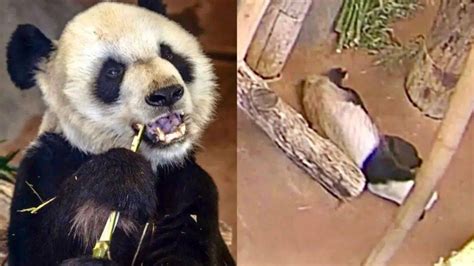中国专家组本月出发赴美调查大熊猫“乐乐”死因_凤凰网