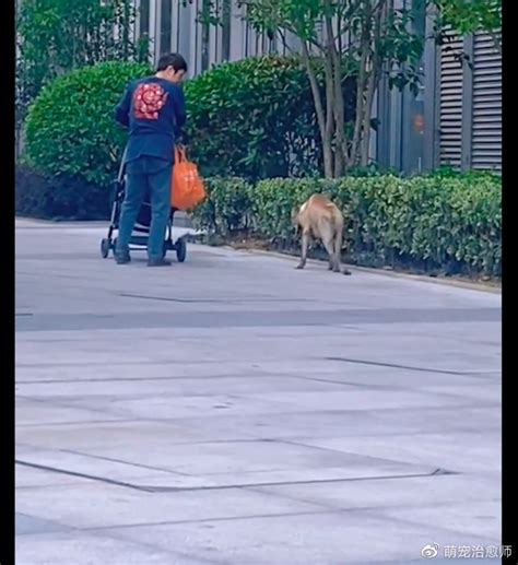 气味受不了！深圳南山一宠物医院遛狗，引发居民反感！