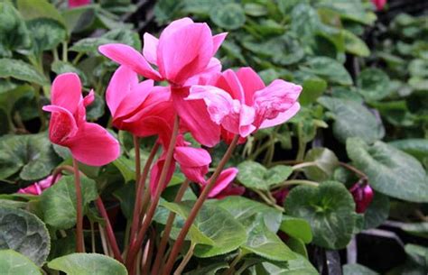 冬季室内适合养哪些植物？这8种耐寒花卉花美适宜南方秋冬养殖 - 花儿谷
