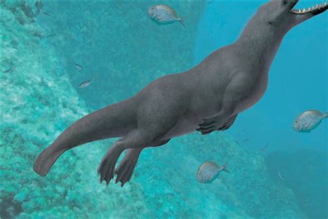 鲸鱼的祖先进化图 鲸鱼最早生活在树上(长有四肢和毛发)_探秘志