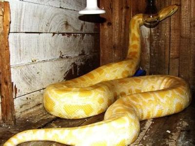 中国最大的蟒蛇（中国最大的蛇在哪里长什么样）_灵呼网