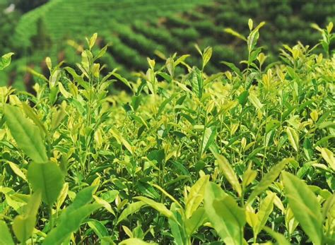 白天户外山上茶园的茶叶在生长摄影图配图高清摄影大图-千库网