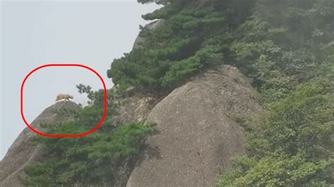 网友在黄山拍到珍稀动物云豹在山顶上行走？专家：可能是大橘猫_腾讯视频