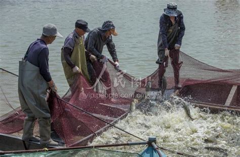 江苏淮安：捕鱼供市场-人民图片网