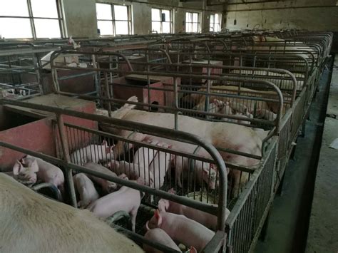 规模化商品猪场闭群繁育模式管理要点-河北畜牧网|畜牧业信息分享平台